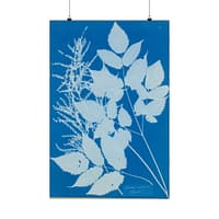 17932941092937617163_2048-1.jpeg Spiraea aruncus (Tyrol) Cyanotype – Anna Atkins (c. 1851-54) – Botanical Poster Print