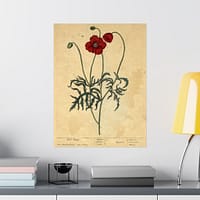 244273023442755424_2048-1.jpeg Red Poppy (Papaver, rubrum, erraticum, rhoeas), A Curious Herbal – Elizabeth Blackwell (1737) – Botanical Poster Print