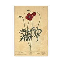 2526872971695239790_2048-1.jpeg Red Poppy (Papaver, rubrum, erraticum, rhoeas), A Curious Herbal – Elizabeth Blackwell (1737) – Botanical Canvas Print