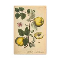 2991767532617527877_2048-1.jpeg Elizabeth Blackwell - Quinces (Cydonea, or Mala cotonea major) - A Curious Herbal (1737) - Botanical Canvas Wall Art, Natural History Print
