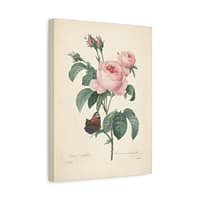 3528024699863311683_2048-1.jpeg Rosa Centifolia (Rosier à cent feuilles) – Pierre-Joseph Redouté (c. 1817-24) – Botanical Canvas Print