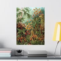 4027438194805554598_2048-1.jpeg Mosses (Muscinae), Kunstformen der Natur – Ernst Haeckel (1904) – Botanical Poster Print
