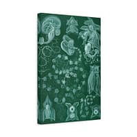 4345420223869893066_2048-1.jpeg Siphonophorae, Kunstformen der Natur, plate 77 – Ernst Haeckel (1904) – Natural History Canvas Print