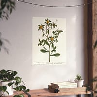 4764861613210595494_2048-1.jpeg Spiny Starwort (Pallenis spinosa), A Curious Herbal – Elizabeth Blackwell (1739) – Botanical Poster Print