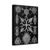 4975342285248673961_2048-1.jpeg Spumellaria, Kunstformen der Natur, plate 91 – Ernst Haeckel (1904) – Natural History Canvas Print