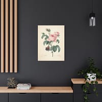 530388503120572126_2048-1.jpeg Rosa Centifolia (Rosier à cent feuilles) – Pierre-Joseph Redouté (c. 1817-24) – Botanical Canvas Print