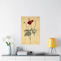5730164967406549223_2048-1.jpeg Red Poppy (Papaver, rubrum, erraticum, rhoeas), A Curious Herbal – Elizabeth Blackwell (1737) – Botanical Poster Print