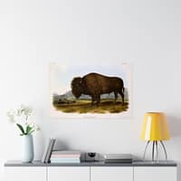 62953555622997853_2048-1.jpeg Bos Americanus, American Bison or Buffalo, plate 56 – John James Audubon (1845) – Natural History Poster Print