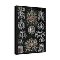 6764389996487335740_2048-1.jpeg Radiolaria, Stephoidea – Kunstformen der Natur, plate 71 – Ernst Haeckel (1904) – Natural History Canvas Print