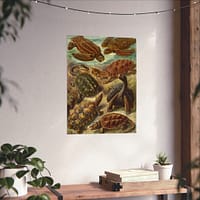 682810795827821532_2048-1.jpeg Sea Turtles & Tortoises (Chelonia), Kunstformen der Natur – Ernst Haeckel (1904) – Natural History Poster Print