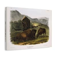 7491910534748410158_2048-1.jpeg Bos Americanus, American Bison or Buffalo, plate 57 – John James Audubon (1845) – Natural History Canvas Print