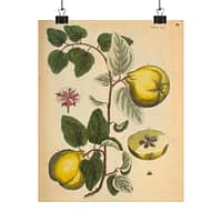 7509915360186565509_2048-1.jpeg Quinces (Cydonea, or Mala cotonea major), A Curious Herbal – Elizabeth Blackwell (1737) – Botanical Poster Print