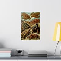 7622823701334929820_2048-1.jpeg Sea Turtles & Tortoises (Chelonia), Kunstformen der Natur – Ernst Haeckel (1904) – Natural History Poster Print