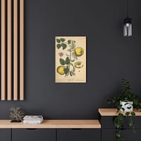 7745962429292279528_2048-1.jpeg Elizabeth Blackwell - Quinces (Cydonea, or Mala cotonea major) - A Curious Herbal (1737) - Botanical Canvas Wall Art, Natural History Print