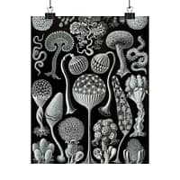 8844217818606615318_2048-1.jpeg Mycetozoa, Kunstformen der Natur, plate 93 – Ernst Haeckel (1904) – Natural History Poster Print