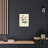 9326337381061381722_2048-1.jpeg Rosa Centifolia (Rosier à cent feuilles) – Pierre-Joseph Redouté (c. 1817-24) – Botanical Canvas Print