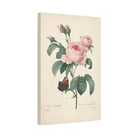 10006759543265187200_2048.jpeg Rosa Centifolia (Rosier à cent feuilles) – Pierre-Joseph Redouté (c. 1817-24) – Botanical Canvas Print