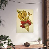 10016000989469747464_2048.jpeg Banana Flower and Fruit, Metamorphosis Insectorum Surinamensium – Maria Sibylla Merian (1705) – Botanical Poster Print