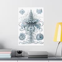 10191135901094156456_2048.jpeg Siphonophorae, Kunstformen der Natur, plate 37 – Ernst Haeckel (1904) – Natural History Poster Print