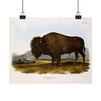 1039754023888355195_2048.jpeg Bos Americanus, American Bison or Buffalo, plate 56 – John James Audubon (1845) – Natural History Poster Print