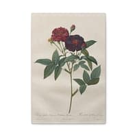 10446619219881606872_2048.jpeg Rosa Gallica Purpurea Velutina Parva (Rosier de Van-Eeden) – Pierre-Joseph Redouté (c. 1817-24) – Botanical Canvas Print