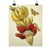 10801501524209161682_2048.jpeg Banana Flower and Fruit, Metamorphosis Insectorum Surinamensium – Maria Sibylla Merian (1705) – Botanical Poster Print