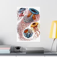 11212758004050218547_2048.jpeg Jellyfish (Discomedusae), Kunstformen der Natur – Ernst Haeckel (1904) – Natural History Poster Print