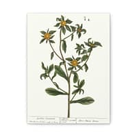 11254490528570815688_2048.jpeg Spiny Starwort (Pallenis spinosa), A Curious Herbal – Elizabeth Blackwell (1739) – Botanical Canvas Print