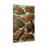 11276966513792698637_2048.jpeg Sea Turtles & Tortoises (Chelonia), Kunstformen der Natur – Ernst Haeckel (1904) – Natural History Canvas Print