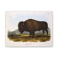 11340982319727201698_2048.jpeg Bos Americanus, American Bison or Buffalo, plate 56 – John James Audubon (1845) – Natural History Canvas Print