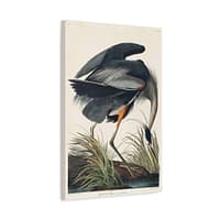 113784800177896514_2048.jpeg Great Blue Heron, Birds of America – John James Audubon (1834) – Natural History Canvas Print