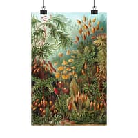11532553249386034490_2048.jpeg Mosses (Muscinae), Kunstformen der Natur – Ernst Haeckel (1904) – Botanical Poster Print