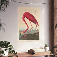 11537824997177598583_2048.jpeg American Flamingo, Birds of America – John James Audubon (1838) – Natural History Poster Print