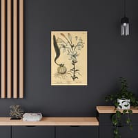 11565888587759208904_2048.jpeg White Lily (Lilium album), A Curious Herbal – Elizabeth Blackwell (1737) – Botanical Canvas Print