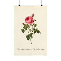 11693259200695401780_2048.jpeg Rosa Centifolia Burgundiaca (le Cent-feuilles de Bordeaux) – Pierre-Joseph Redouté (c. 1817-24) – Botanical Poster Print