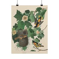 11891480977691750439_2048.jpeg Baltimore Oriole, Birds of America – John James Audubon (1827) – Natural History Poster Print