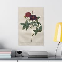12018037233377628603_2048.jpeg Rosa Gallica Purpurea Velutina Parva (Rosier de Van-Eeden) – Pierre-Joseph Redouté (c. 1817-24) – Botanical Poster Print