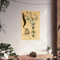 12166595102977538459_2048.jpeg White Lily (Lilium album), A Curious Herbal – Elizabeth Blackwell (1737) – Botanical Poster Print
