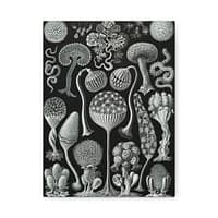 12339456010268153908_2048.jpeg Mycetozoa, Kunstformen der Natur, plate 93 – Ernst Haeckel (1904) – Natural History Canvas Print