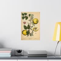 12473305880480958296_2048.jpeg Quinces (Cydonea, or Mala cotonea major), A Curious Herbal – Elizabeth Blackwell (1737) – Botanical Poster Print