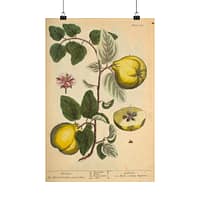 12544281803185536919_2048.jpeg Quinces (Cydonea, or Mala cotonea major), A Curious Herbal – Elizabeth Blackwell (1737) – Botanical Poster Print
