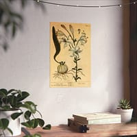 12554583419673578598_2048.jpeg White Lily (Lilium album), A Curious Herbal – Elizabeth Blackwell (1737) – Botanical Poster Print