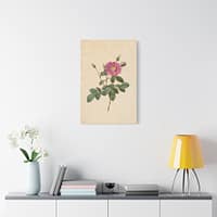 12727586809112143042_2048.jpeg Cabbage Rose (Rosa Centifolia Simplex) – Pierre-Joseph Redouté (c. 1817-24) – Botanical Canvas Print