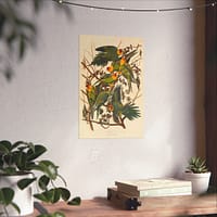 12781736442733243345_2048.jpeg Carolina Parakeet, Birds of America – John James Audubon (1828) – Natural History Poster Print