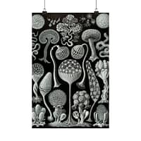 12808615327385939494_2048.jpeg Mycetozoa, Kunstformen der Natur, plate 93 – Ernst Haeckel (1904) – Natural History Poster Print