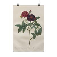 12879312003617180198_2048.jpeg Rosa Gallica Purpurea Velutina Parva (Rosier de Van-Eeden) – Pierre-Joseph Redouté (c. 1817-24) – Botanical Poster Print