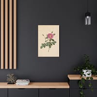 13104330523008966932_2048.jpeg Cabbage Rose (Rosa Centifolia Simplex) – Pierre-Joseph Redouté (c. 1817-24) – Botanical Canvas Print