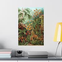 13135671236343122455_2048.jpeg Mosses (Muscinae), Kunstformen der Natur – Ernst Haeckel (1904) – Botanical Poster Print