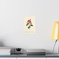 1314581165713538308_2048.jpeg Rosa Centifolia Burgundiaca (le Cent-feuilles de Bordeaux) – Pierre-Joseph Redouté (c. 1817-24) – Botanical Poster Print