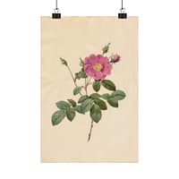 13196270810887826507_2048.jpeg Cabbage Rose (Rosa Centifolia Simplex) – Pierre-Joseph Redouté (c. 1817-24) – Botanical Poster Print